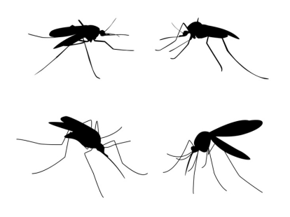 Dengue Genome Serveillance